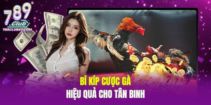 Bí kíp cược gà hiệu quả cho tân binh