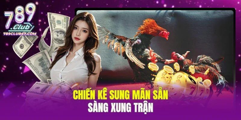 Chiến kê sung mãn sẵn sàng xung trận