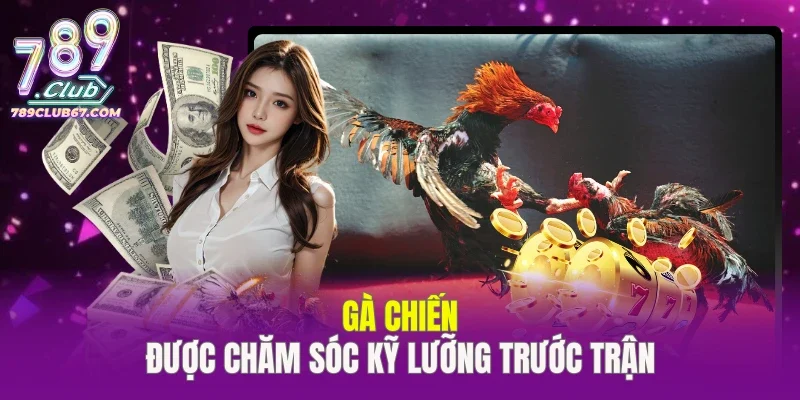 gà Chiến được chăm sóc kỹ lưỡng trước trận