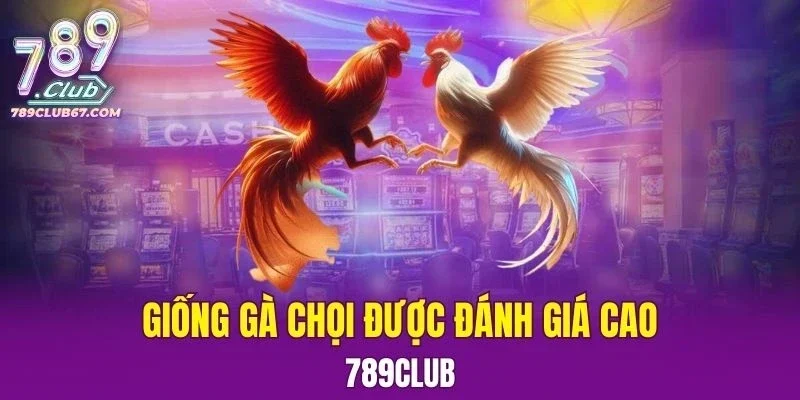 Giống Gà Chọi Được Đánh Giá Cao
