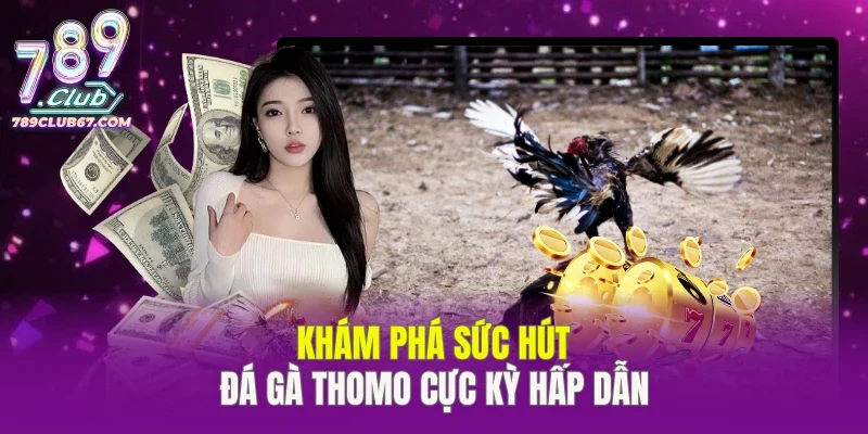 Khám phá sức hút đá gà Thomo cực kỳ hấp dẫn