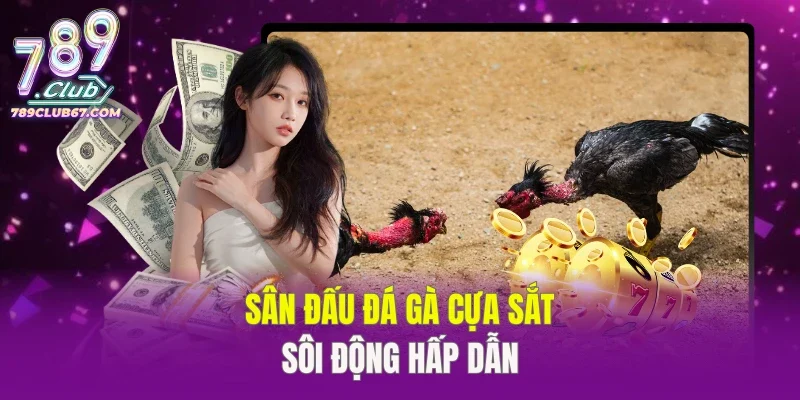 Sân đấu đá gà cựa sắt sôi động hấp dẫn