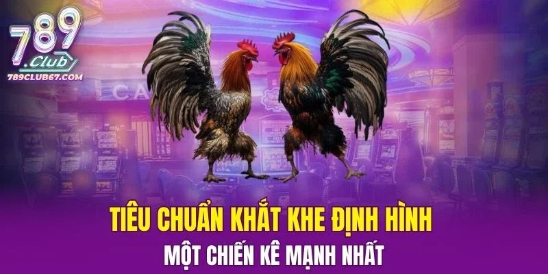 Tìm hiểu những tiêu chuẩn khắt khe định hình một chiến kê mạnh nhất