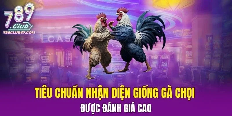 Tổng hợp các tiêu chuẩn nhận diện giống gà chọi được đánh giá cao