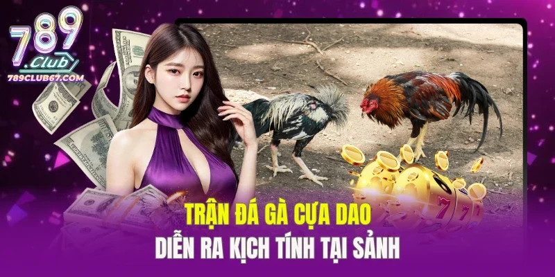 Trận đá gà cựa dao diễn ra kịch tính tại sảnh
