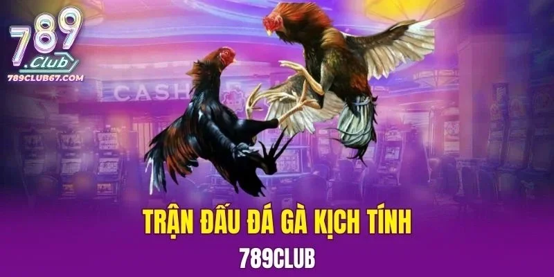 Trận đấu Đá Gà kịch tính
